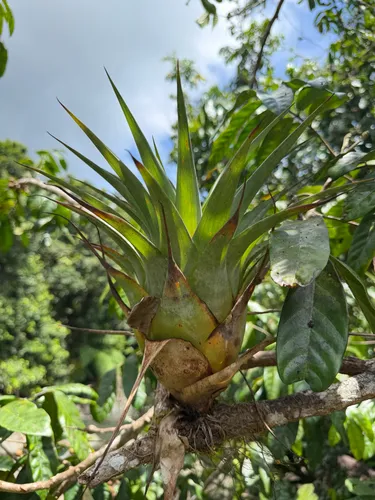 Florida Strap Airplant