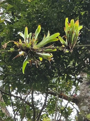 Caribbean Strap Airplant