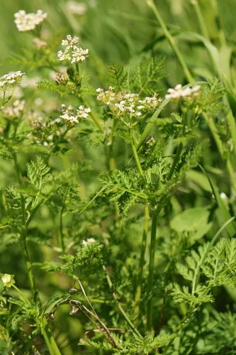 Carrot Bur Parsley — photo by fabienne niebler