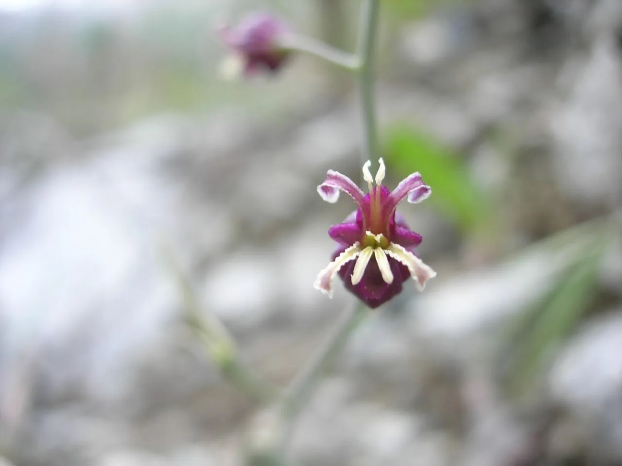Claspingleaf Wild Cabbage