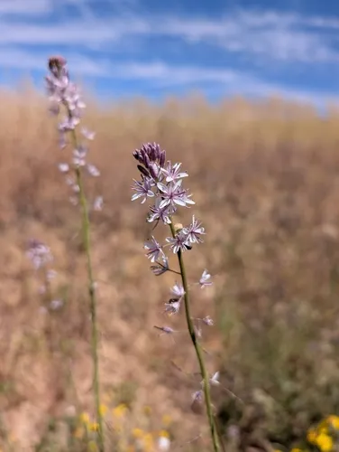 Lemmon's Mustard — photo by Steven Clinton