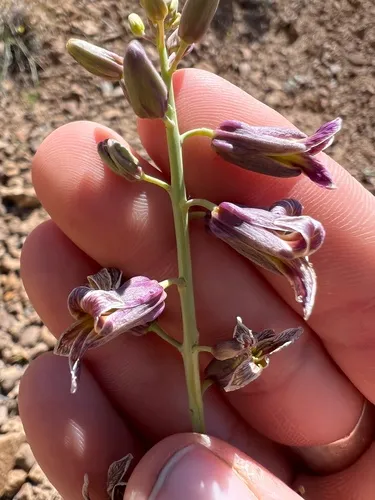 Black Rock Wild Cabbage