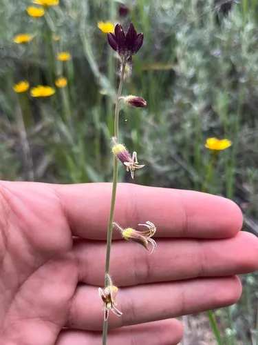 Coulter's Wild Cabbage