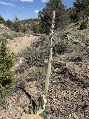 Thickstem Wild Cabbage (var. glaber) — photo by Michelle Skip Vasquez