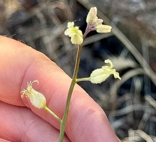 Hall's Wild Cabbage — photo by Irene