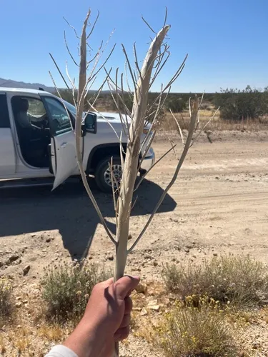 Desert Candle