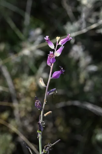 Slender Wild Cabbage — photo by Trevor Van Loon