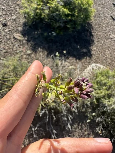 Hairy Wild Cabbage
