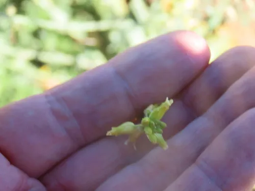 Payson's Wild Cabbage — photo by Kevin Brandon
