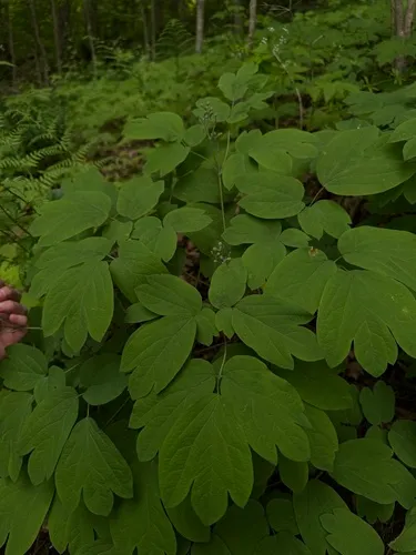 Giant Blue Cohosh — photo by Raymond Curran