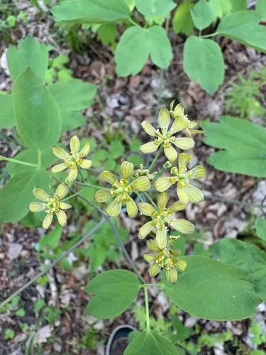 Blue Cohosh