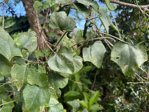 American Melonleaf