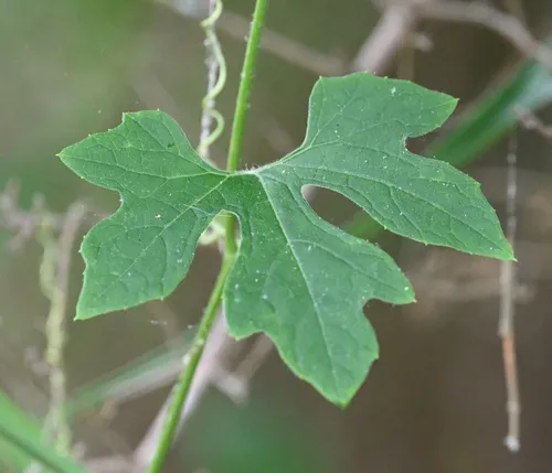 Fivelobe Cucumber