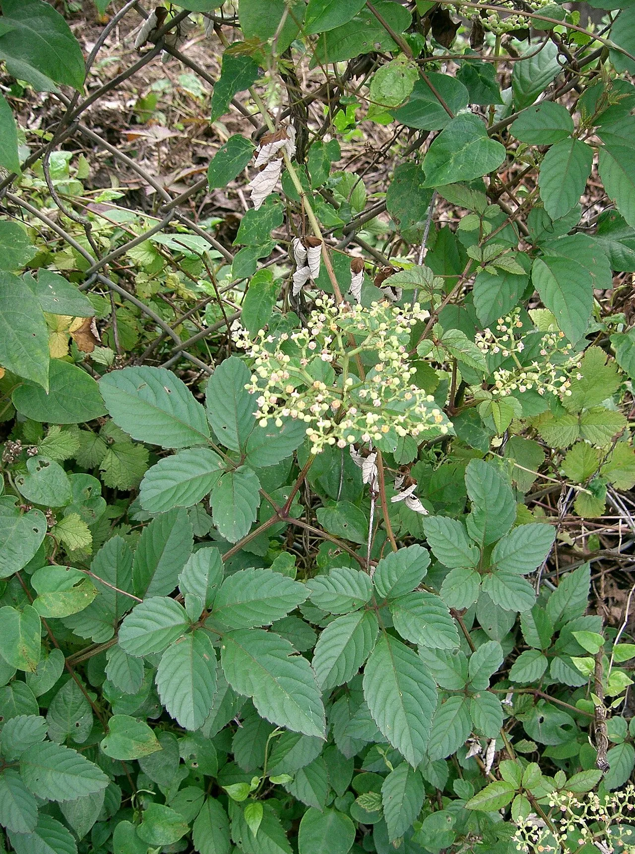 Bushkiller