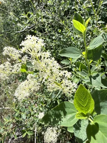 Whitethorn Ceanothus