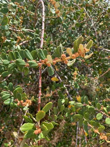 Hoaryleaf Ceanothus — photo by Christopher Moore