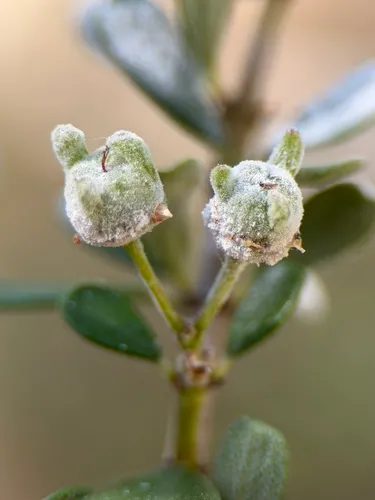 Buckbrush