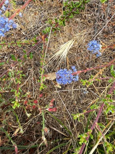 Sandscrub Ceanothus — photo by Kat Morgan