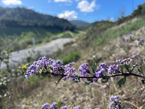 Calistoga Ceanothus