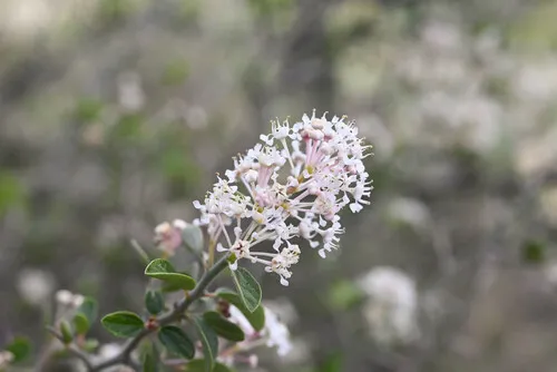 Fendler's Ceanothus — photo by Anders Hastings