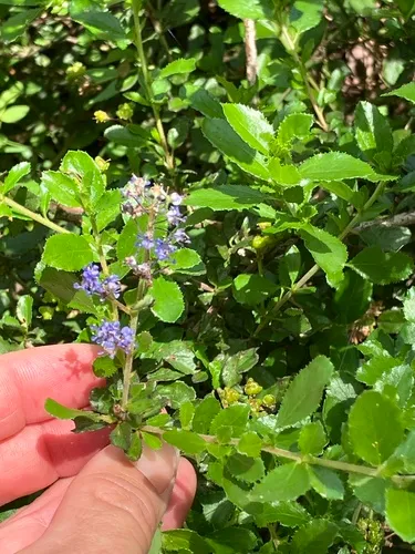 Wavyleaf Ceanothus — photo by lilredhen