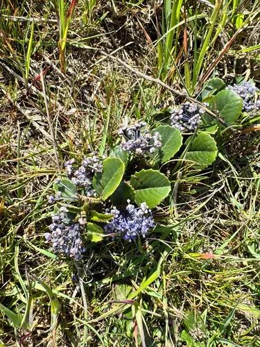 Mt. Vision Ceanothus (var. porrectus) — photo by Zoe G