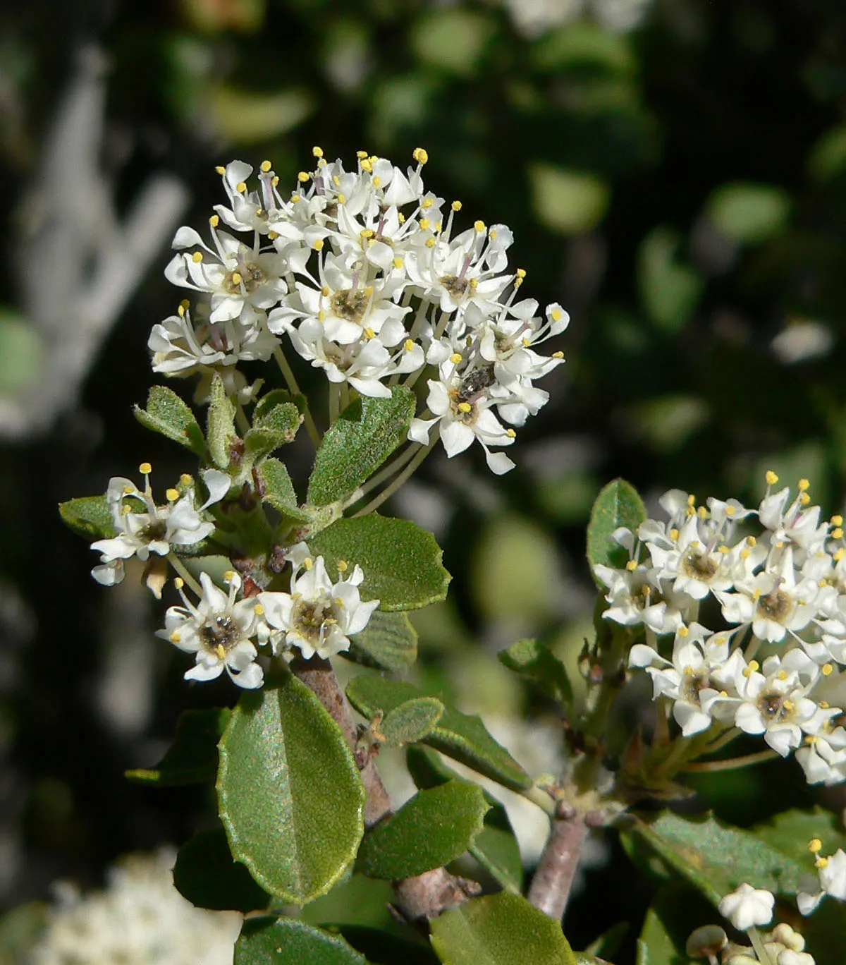 Desert Ceanothus (var. franklinii) — photo by Stan Shebs