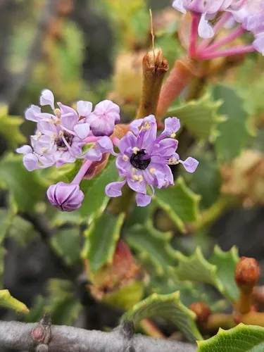 Jepson Ceanothus — photo by Will Freyman
