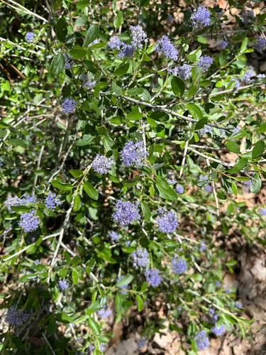 Lemmon's Ceanothus — photo by Grant