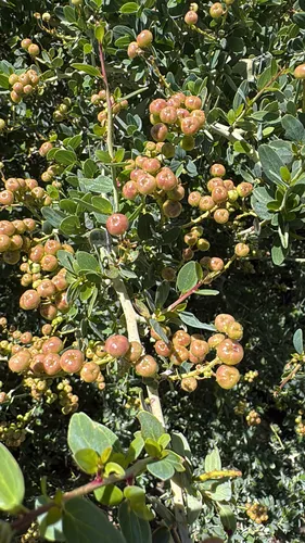 Chaparral Whitethorn — photo by debris7