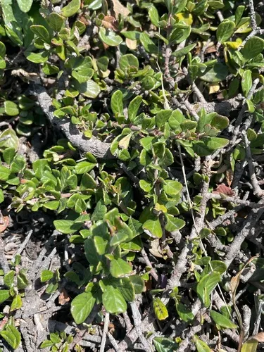 Maritime Ceanothus — photo by Alexander Harman, Ph. D.