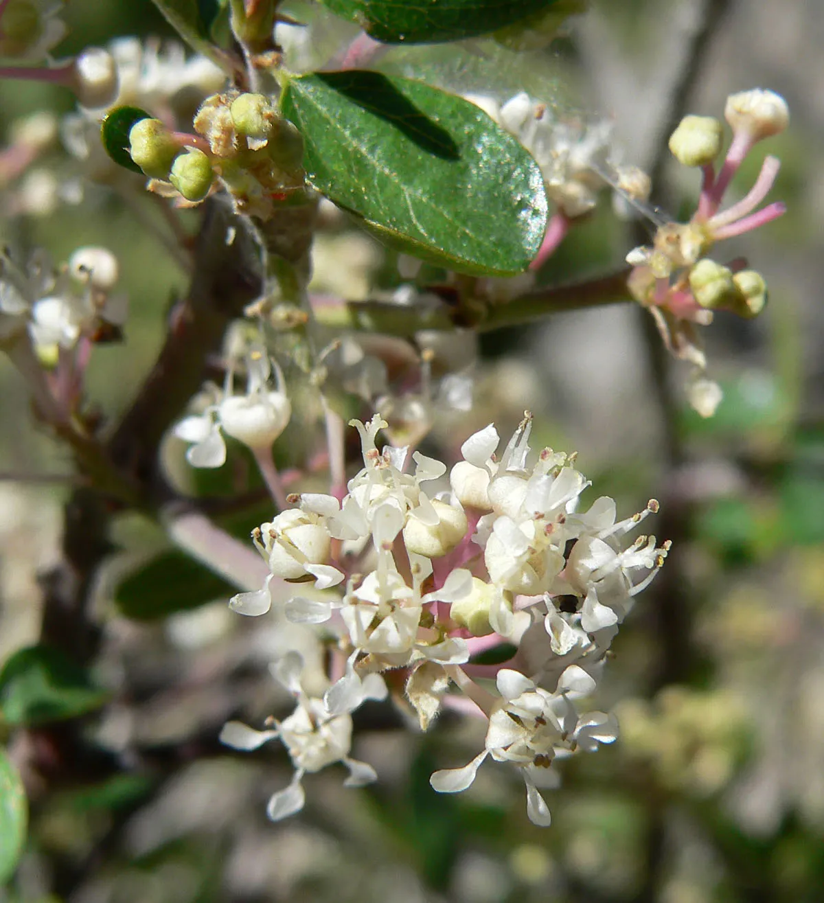 Martin's Ceanothus — photo by Stan Shebs