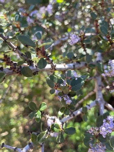 Mason's Ceanothus — photo by Caleb Hute