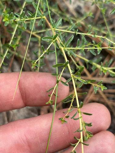 Littleleaf Buckbrush — photo by Tyler Radtke
