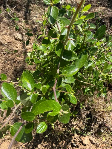 Hairy Ceanothus — photo by Rajan Rao