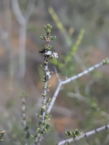 Vail Lake Ceanothus — photo by Stu Pickell