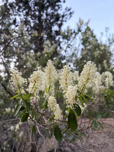 Palmer Ceanothus — photo by jamisonruff