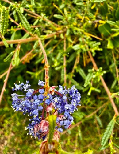 Wartleaf Ceanothus — photo by Chuck Wilson