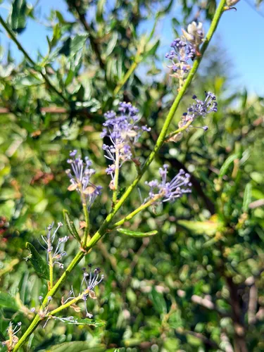 Parry Ceanothus — photo by Brook