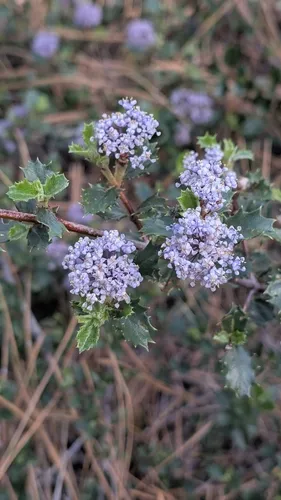 Coville Ceanothus — photo by Chris McCarron