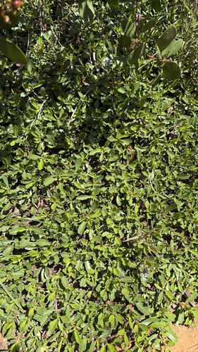 Prostrate Ceanothus — photo by jengs