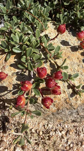 Dwarf Ceanothus — photo by harrii