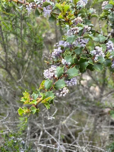 Hollyleaf Ceanothus — photo by athall
