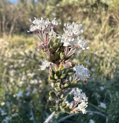 Pine Hill Buckbrush — photo by Zach Nett