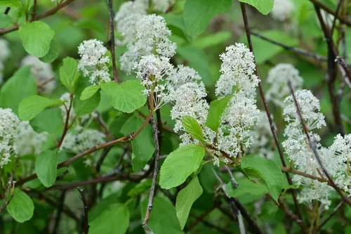 Redstem Ceanothus — photo by Julia Housden Proulx