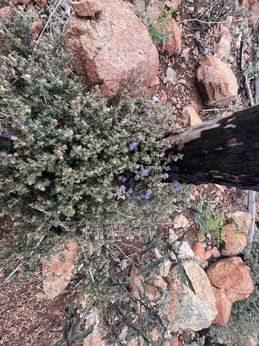 Sonoma Ceanothus — photo by beccabeaver