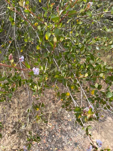 Woolyleaf Ceanothus — photo by Kyelin S.