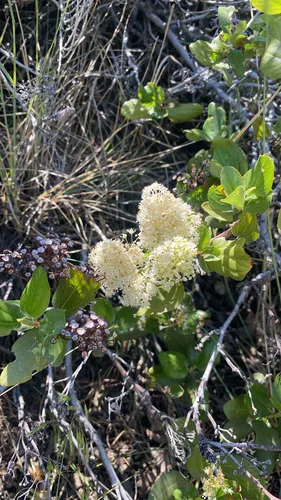 Snowbrush Ceanothus — photo by Sam Inman