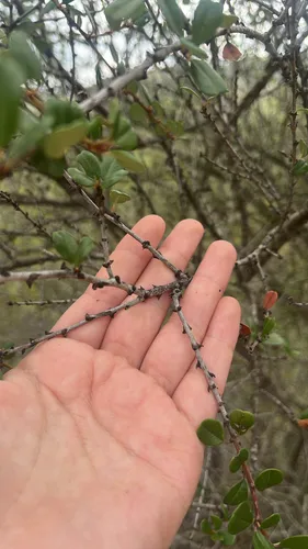 Barranca Brush