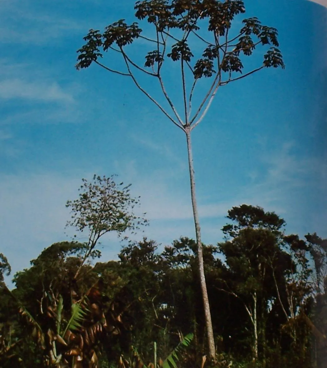Ambay Pumpwood — photo by Carlos A. Milanesi